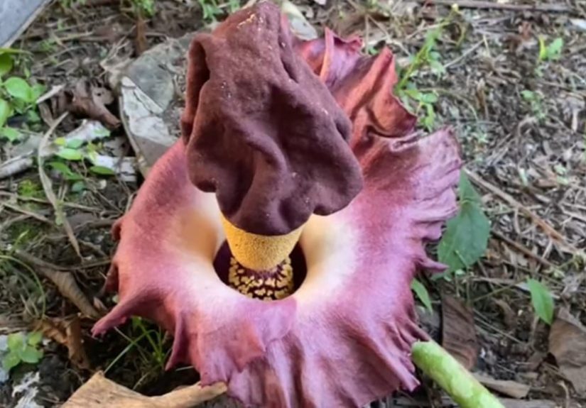 WhatsApp Image 2025-11-22 at 09.31.20