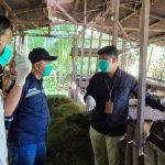 DKP3-Balangan-Periksa-Kesehatan-Hewan-Kurban-Jelang-Iduladha